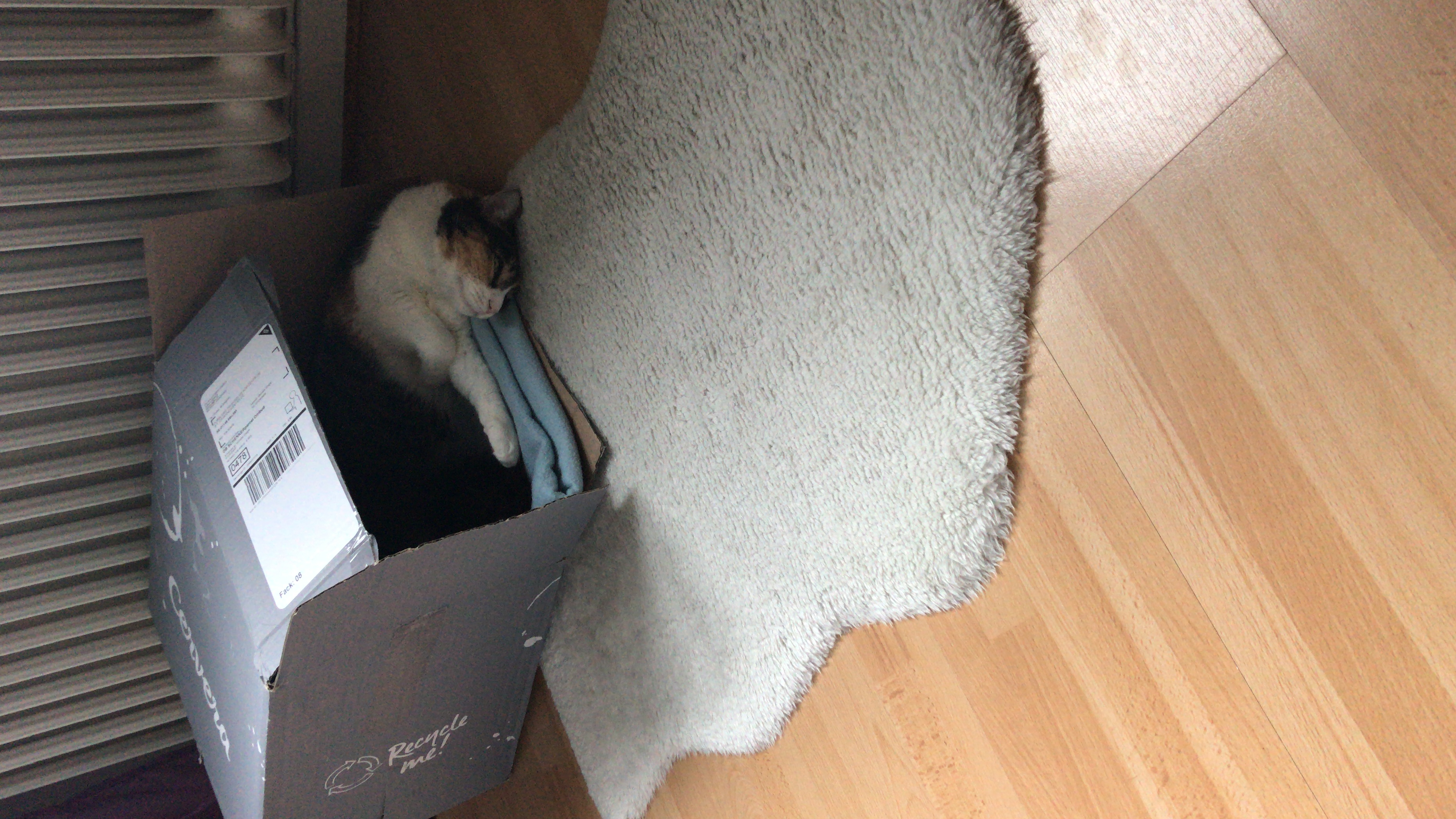 A cat in a paperboard box