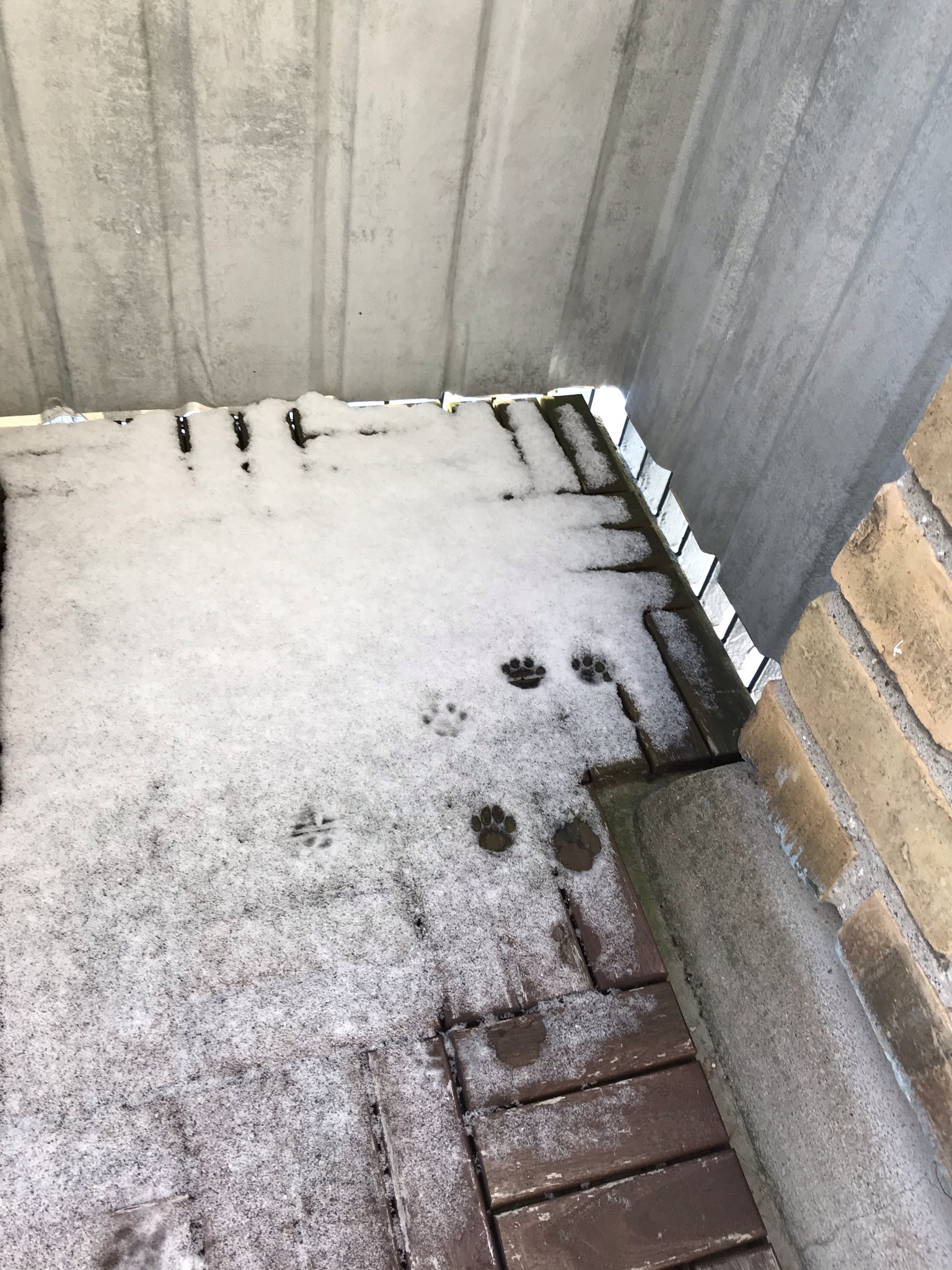 Cat paw prints in the snow on a balcony