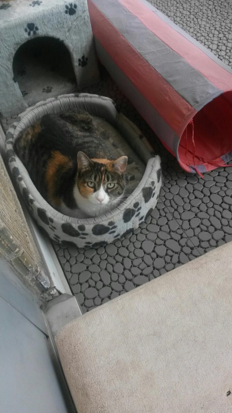 A cat in a carton bed on a balcony
