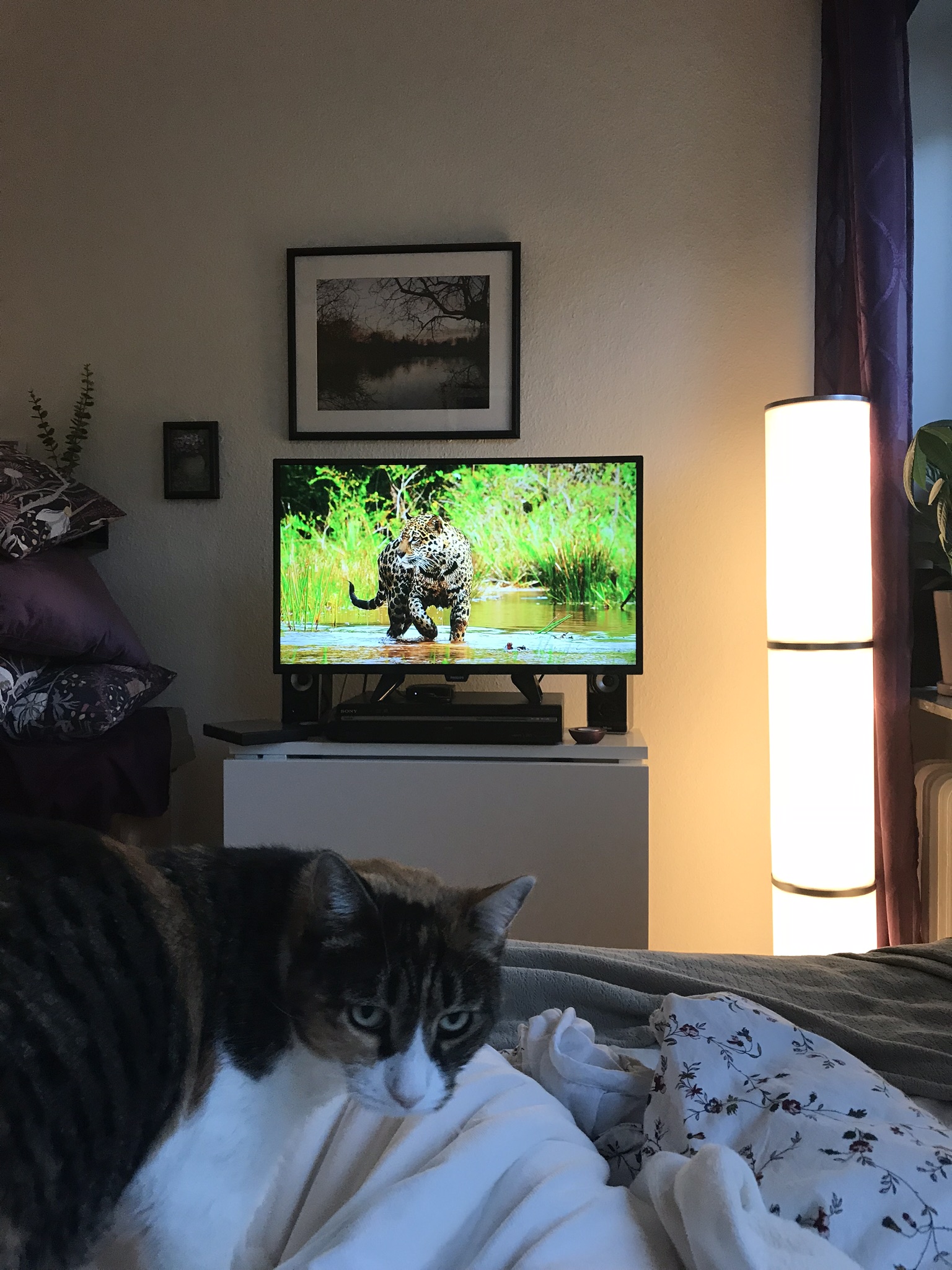 A cat looking in to the camera with a TV with a wild cat in the background