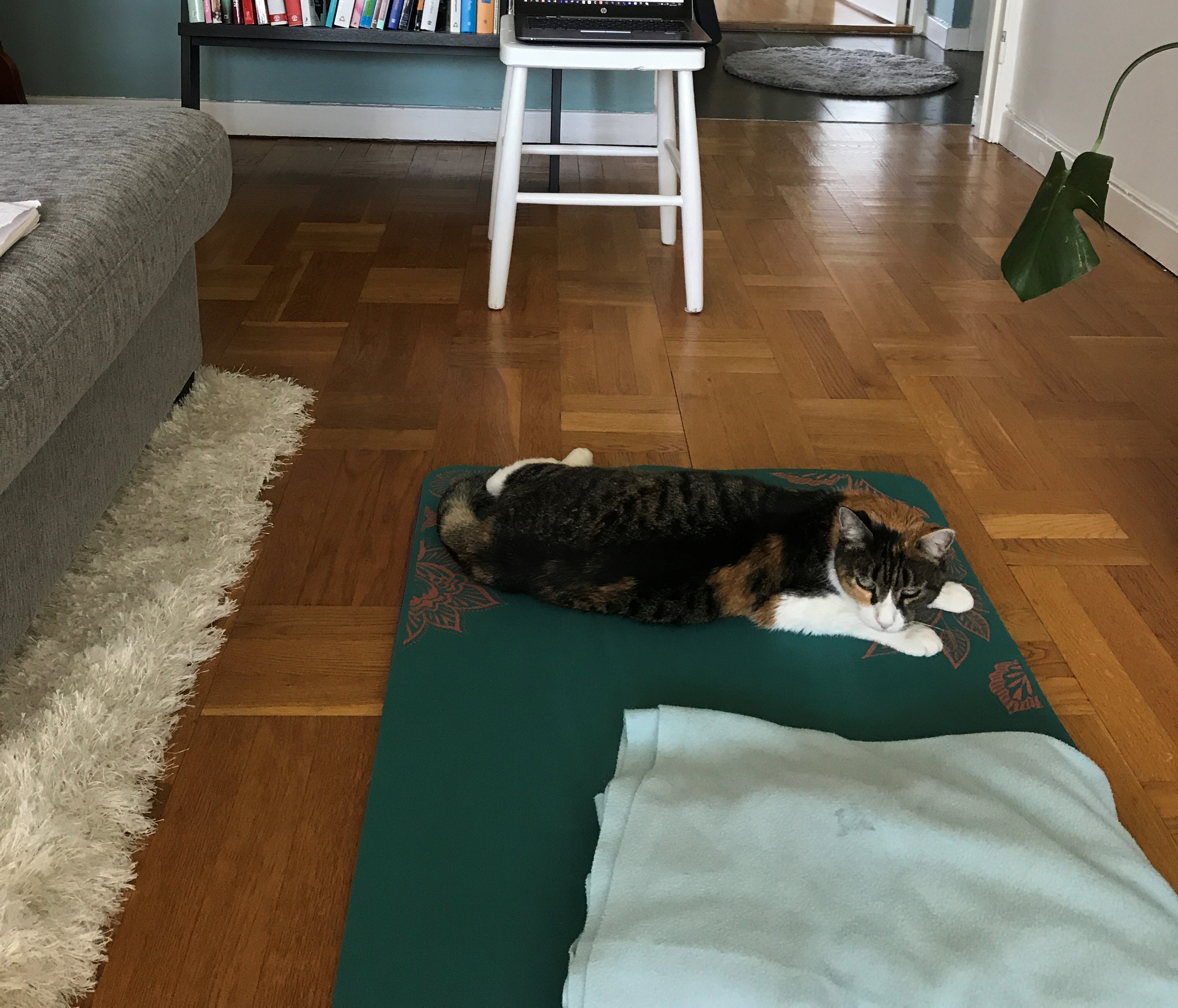A cat on a yoga mat