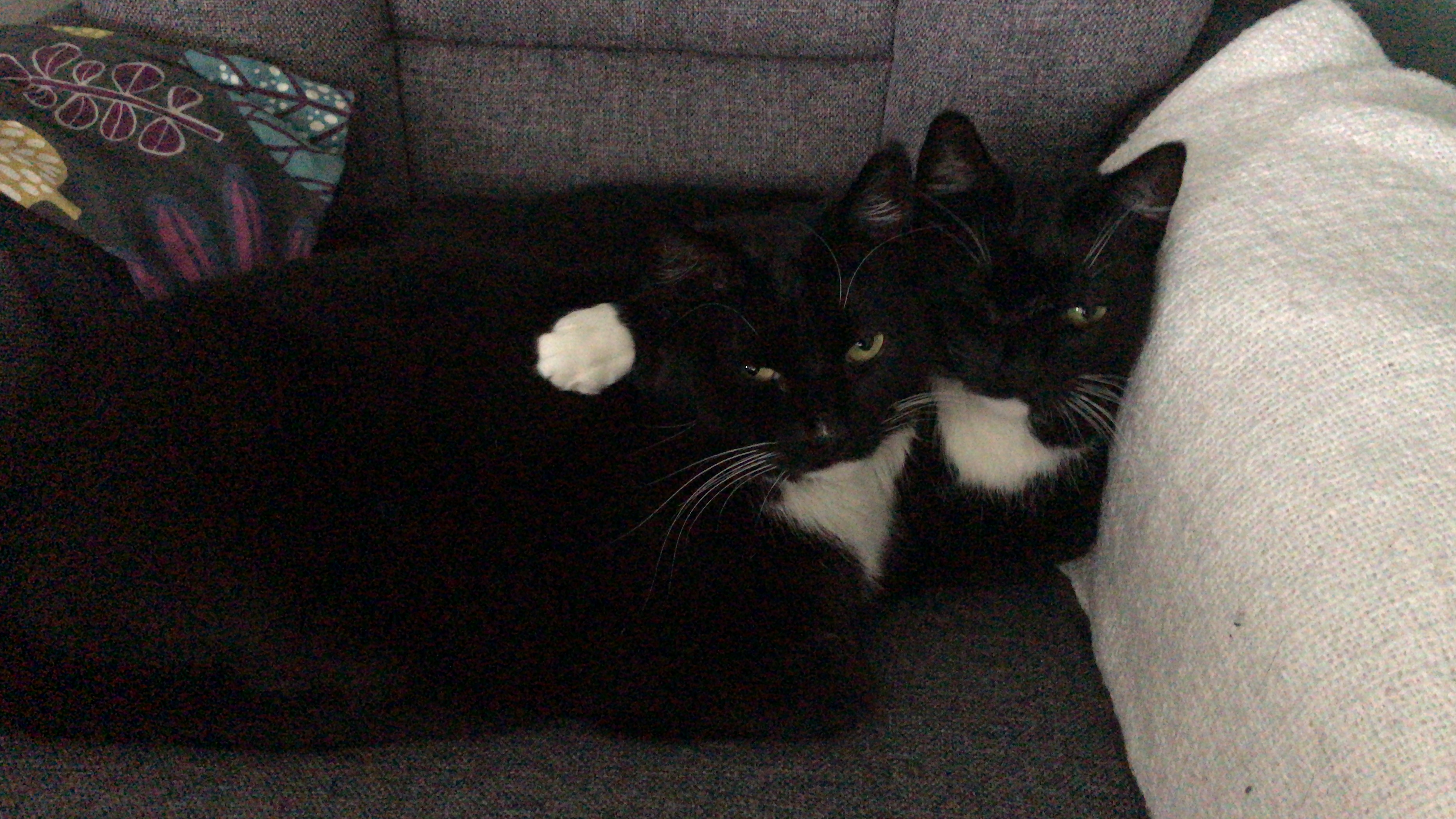 Two cats holding each other on an armchair