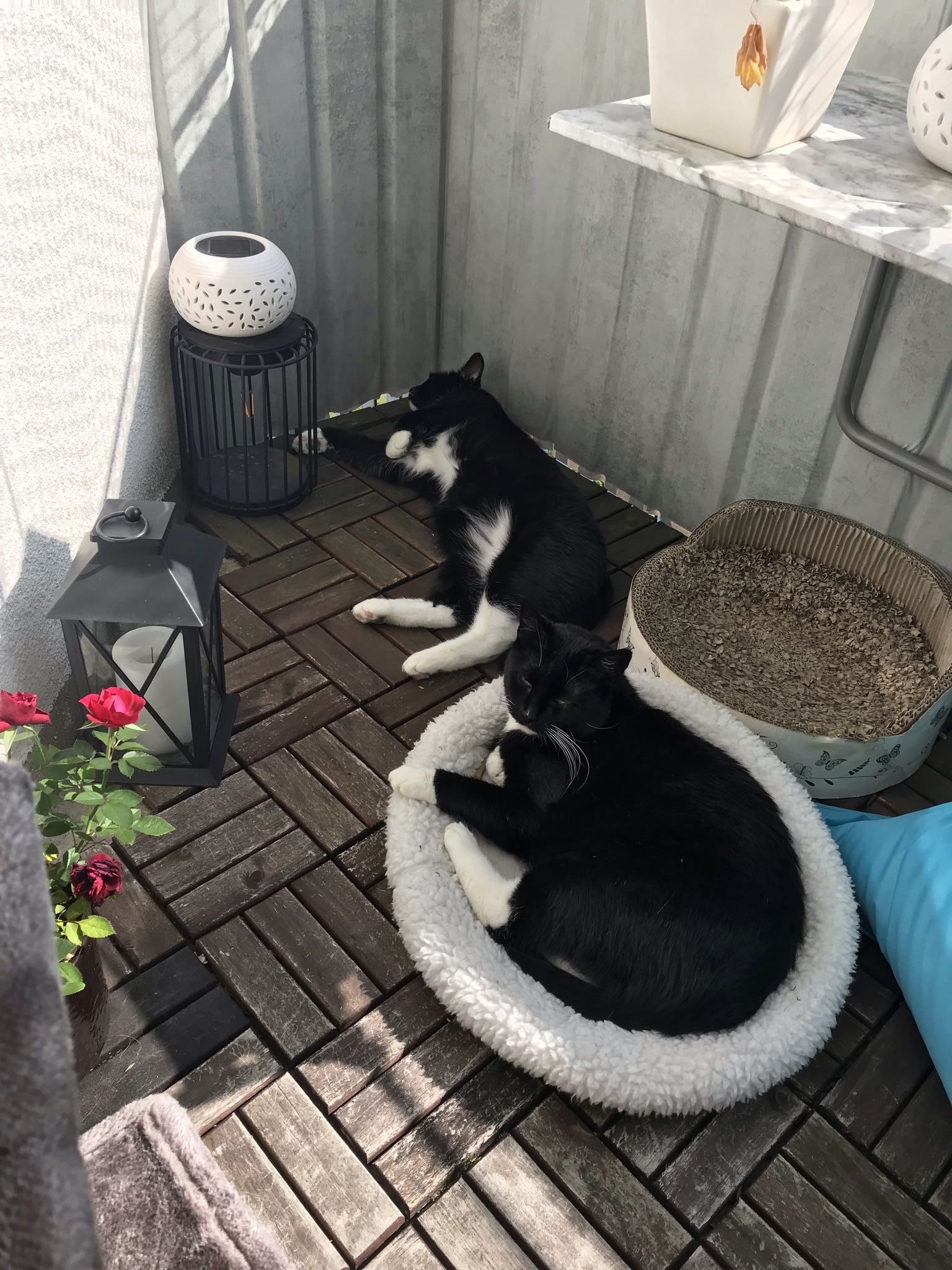 Two cats in the sun on a balcony