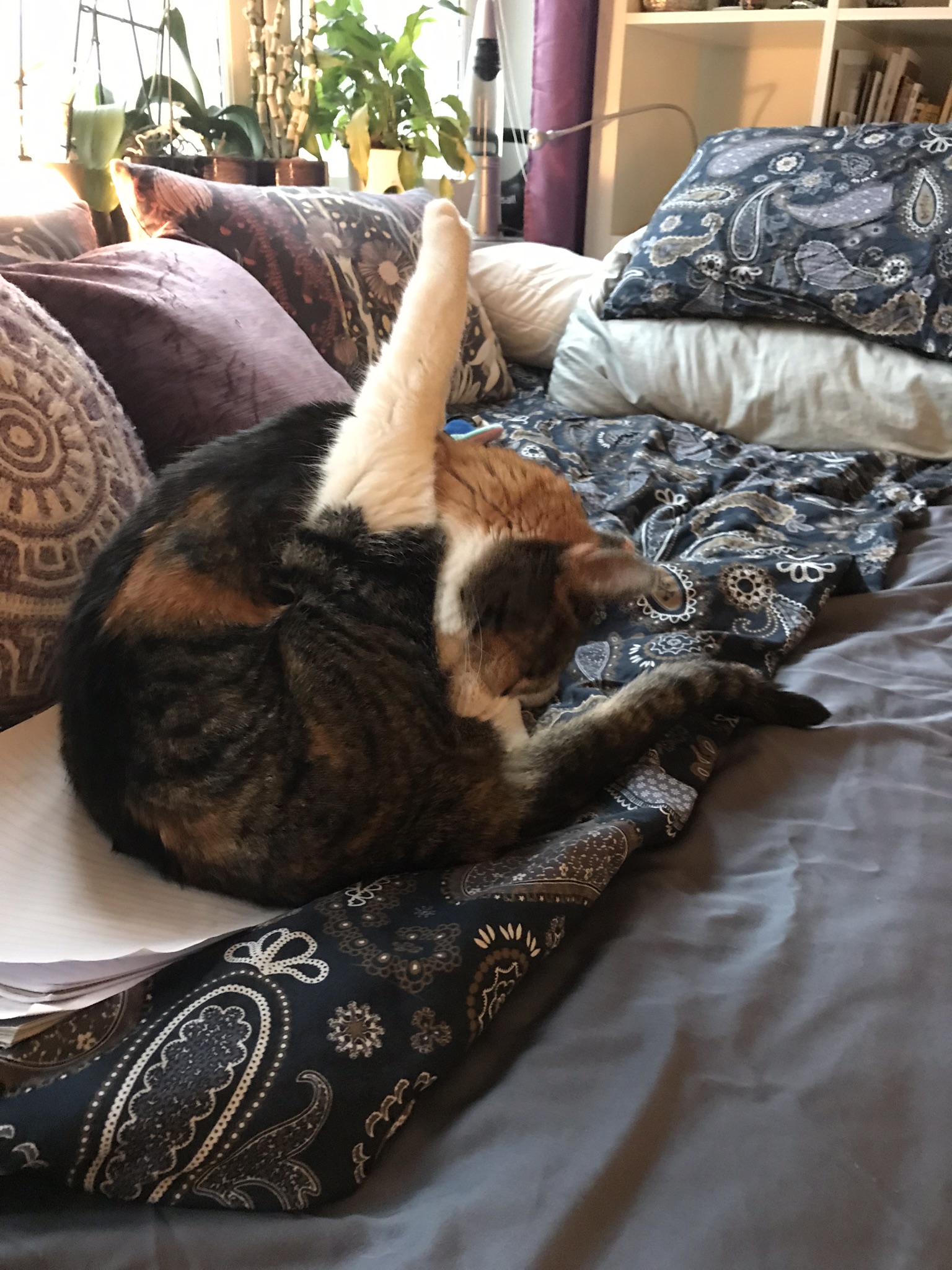 A cat raising one leg in the air