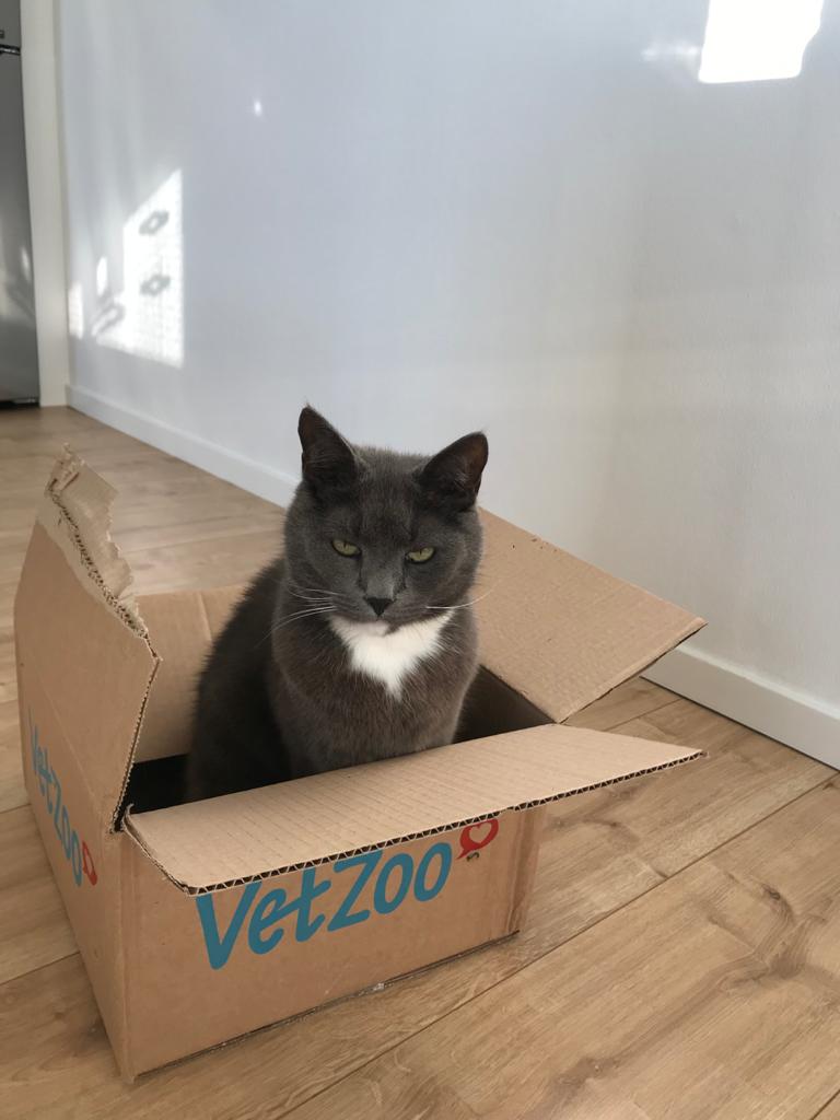 A cat in a carton board box