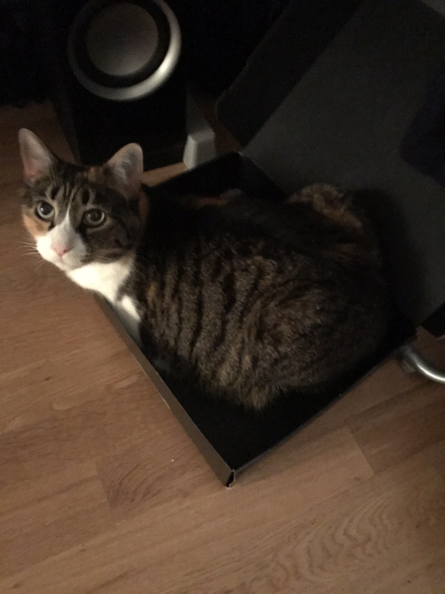 A cat in a cardboard box