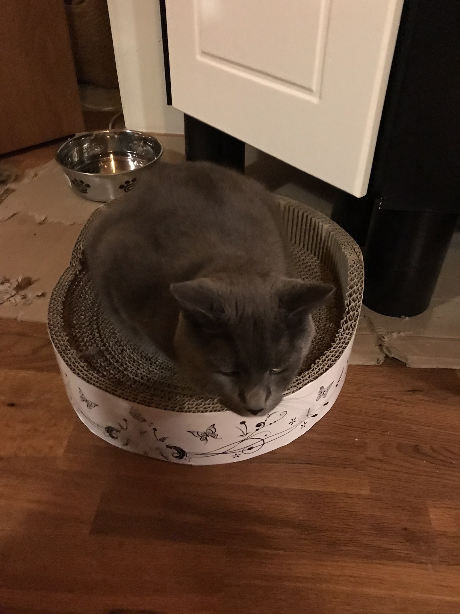 A cat on a carton bed