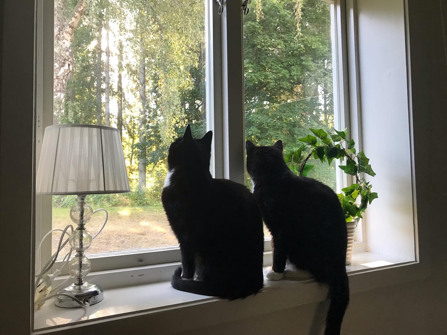 Two cats looking out a window