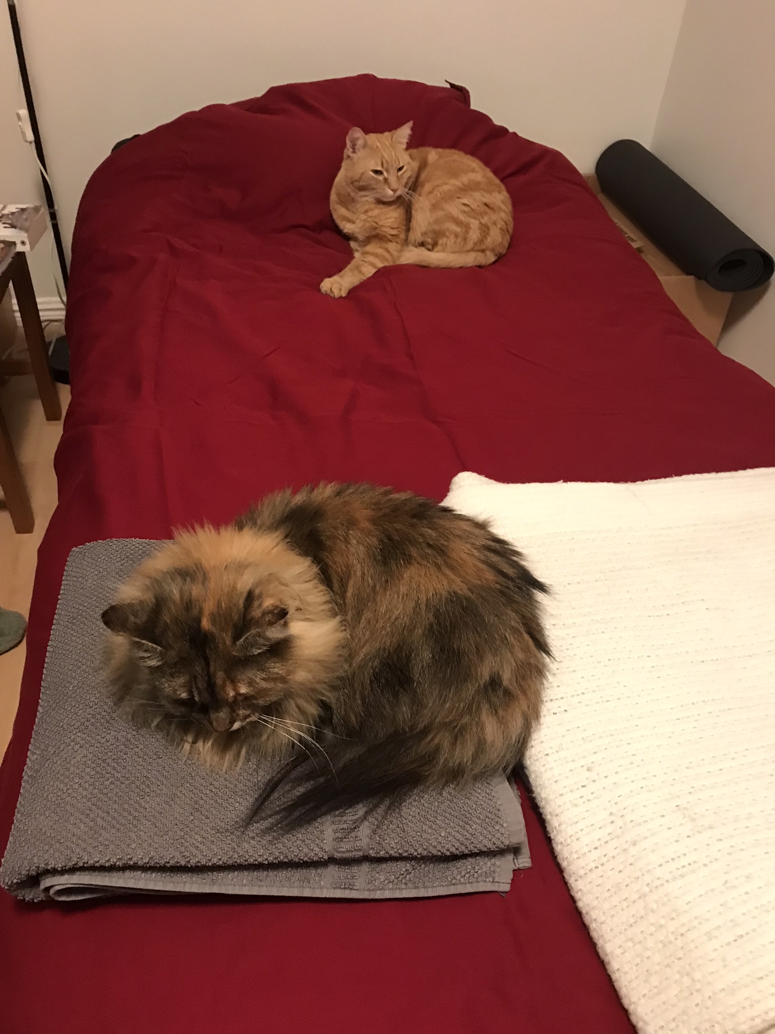 Two cats on opposite sides of a bed