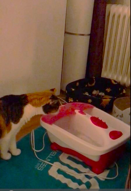 A cat examining a foot bathtub