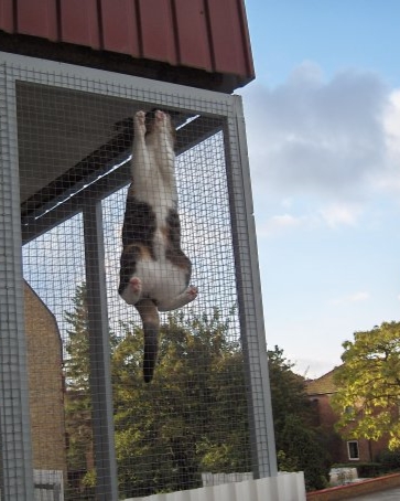 A cat climbing