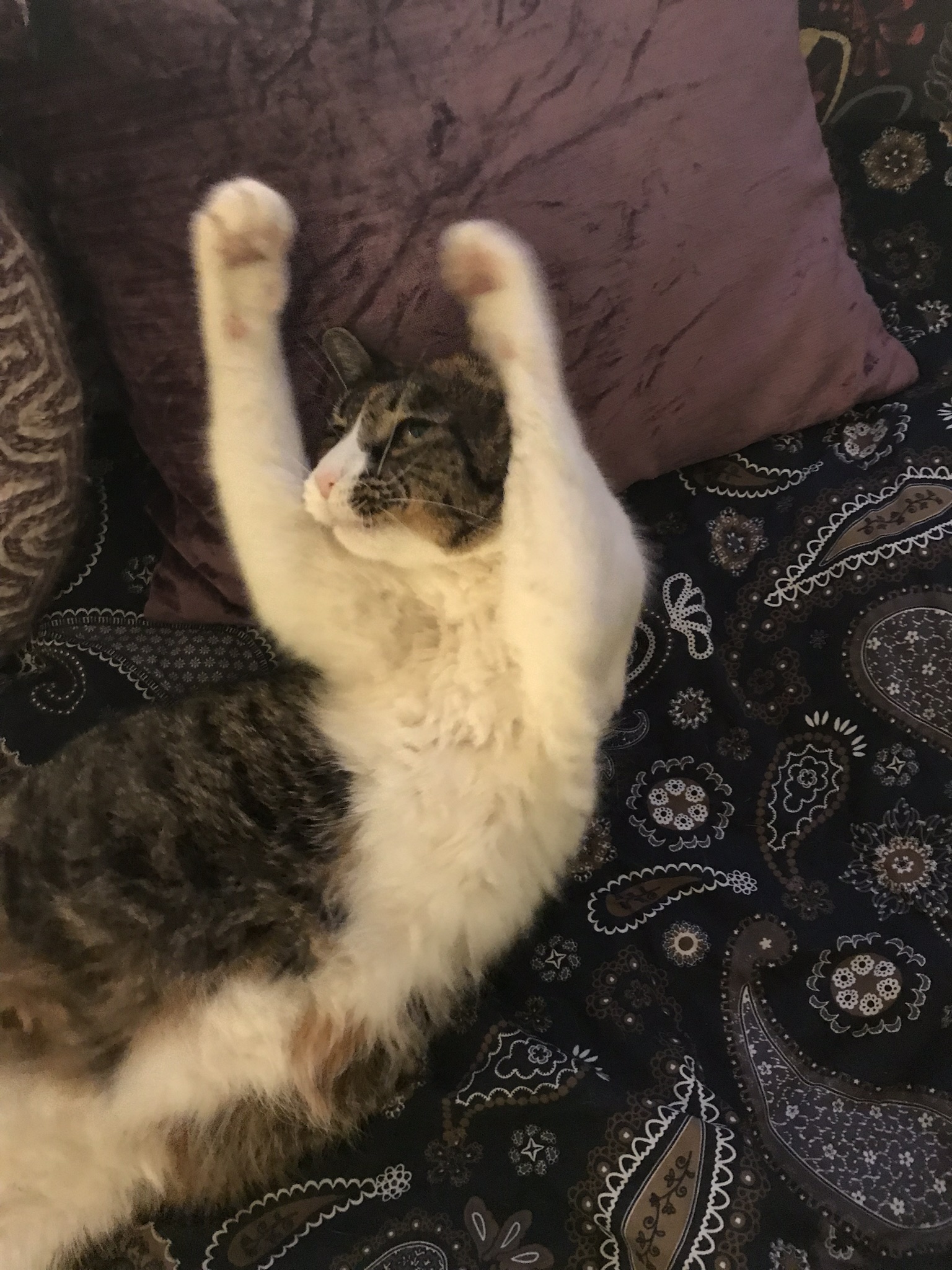 A cat doing crunches
