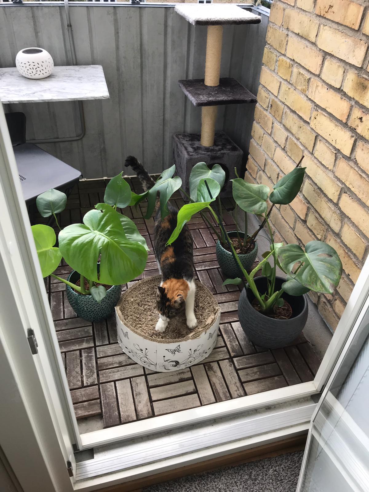 A cat doing yoga outdoors
