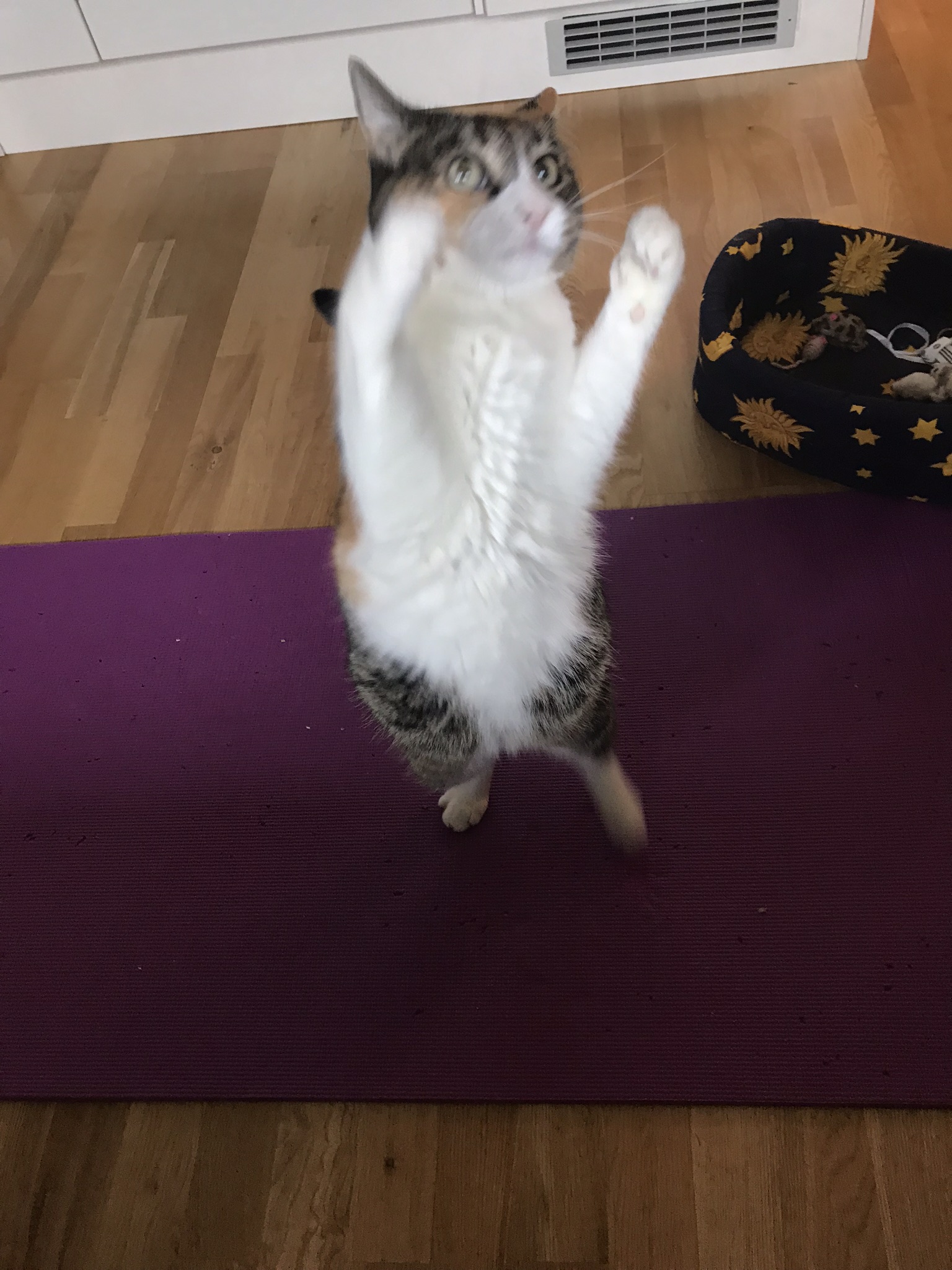 A cat doing yoga indoors