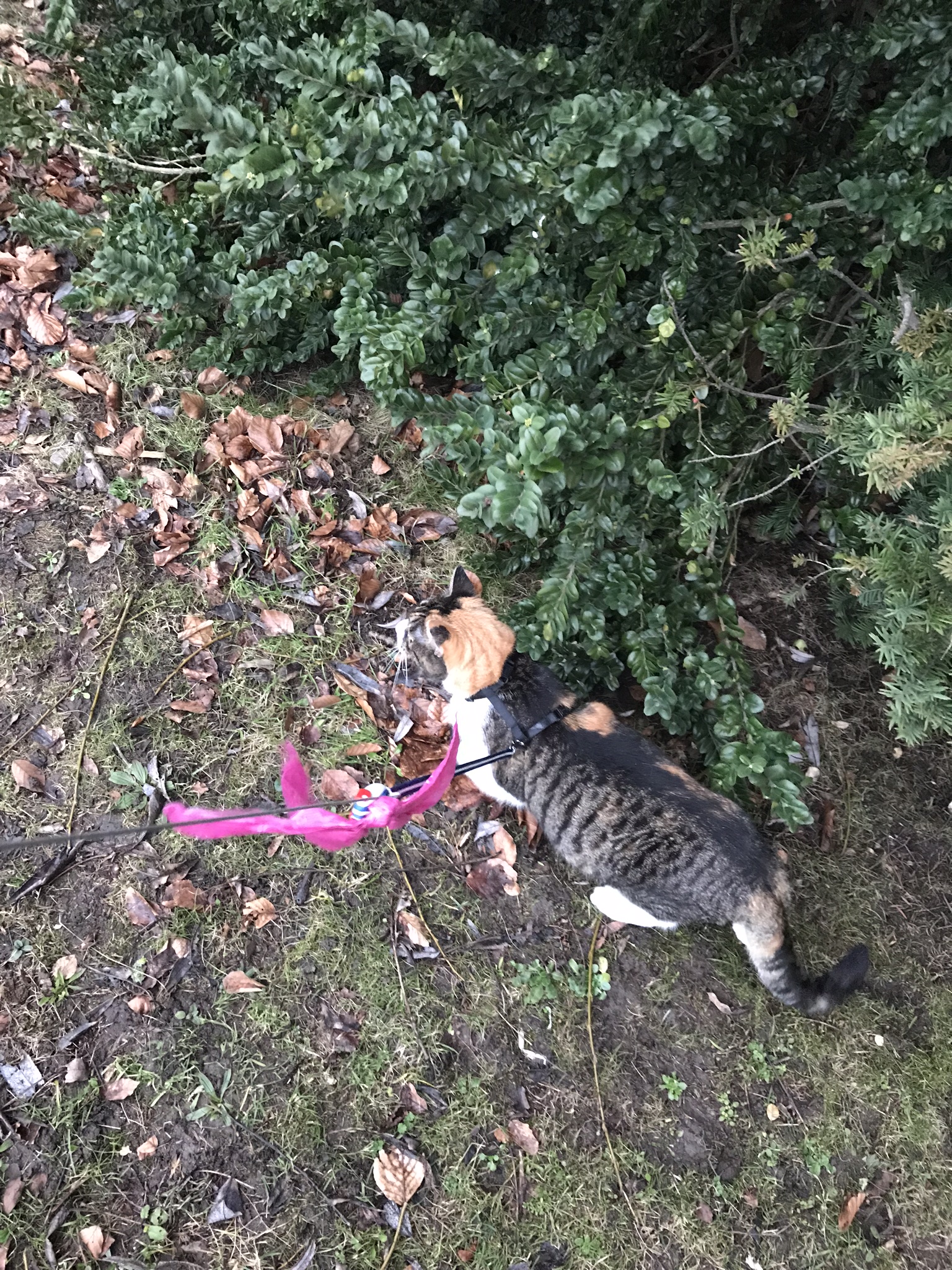 A cat walking