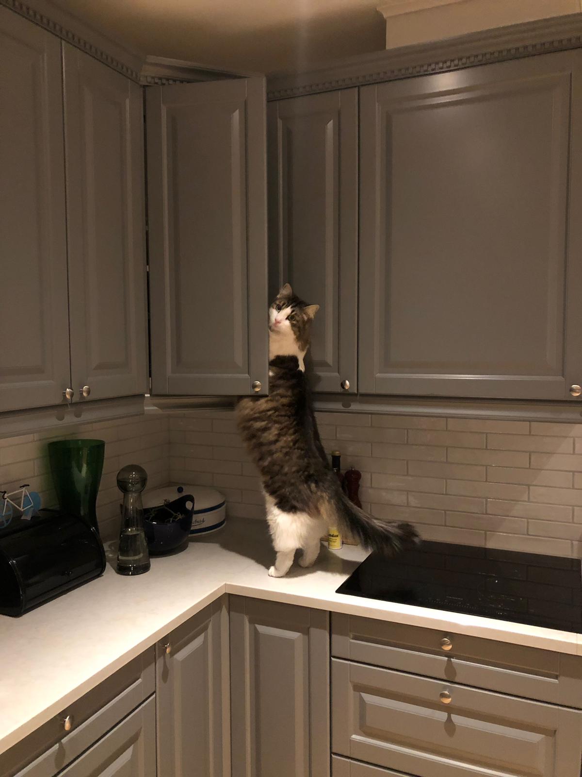 A cat climbing on the kitchen bench looking for something in the cupboard